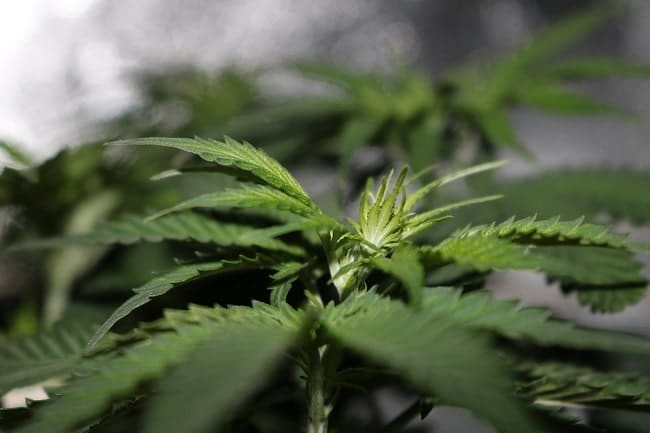 fleur-de-cannabis-min.jpg